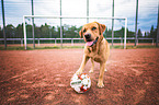 standing Labrador Retriever
