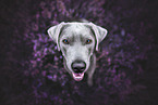 sitting Labrador Retriever