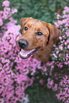 sitting Labrador Retriever