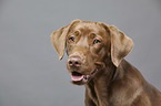 Labrador Retriever portrait
