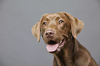 Labrador Retriever portrait