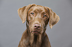Labrador Retriever portrait