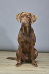 sitting Labrador Retriever