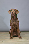 sitting Labrador Retriever