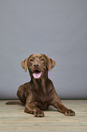 lying Labrador Retriever