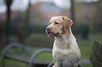 Labrador Retriever portrait