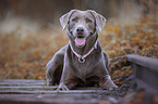 lying Labrador Retriever
