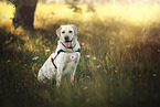 blonde Labrador