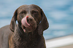 Labrador Retriever portrait