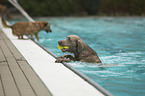 Dogs by the pool