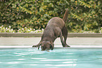 standing Labrador Retriever