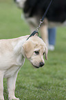 Labrador Retriever puppy