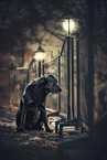 sitting  Labrador Retriever