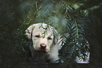 Labrador Retriever Puppy