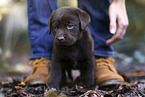 standing Labrador Retriever puppy