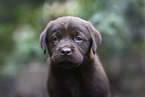 Labrador Retriever Puppy portrait