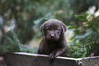 Labrador Retriever Puppy