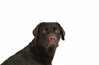 Labrador Retriever portrait