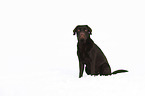 sitting Labrador Retriever