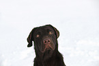 Labrador Retriever portrait