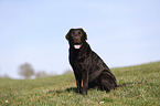 sitting Labrador Retriever