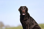 sitting Labrador Retriever