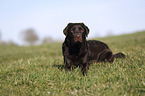 lying Labrador Retriever