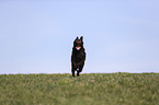 running Labrador Retriever