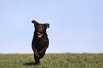 running Labrador Retriever