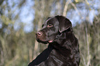 Labrador Retriever portrait