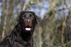 Labrador Retriever portrait