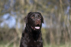 Labrador Retriever portrait