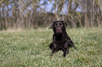 lying Labrador Retriever