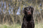 Labrador Retriever portrait