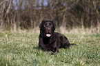 lying Labrador Retriever