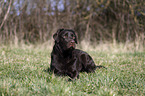 lying Labrador Retriever