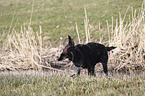 standing Labrador Retriever