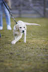 walking Labrador Retriever