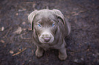 sitting Labrador Retriever puppy