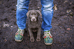 sitting Labrador Retriever puppy