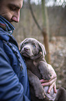 Labrador Retriever on arm
