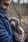 Labrador Retriever on arm