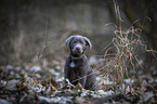 sitting Labrador Retriever puppy