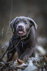 walking Labrador Retriever puppy
