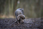Labrador Retriever puppy
