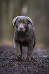 running Labrador Retriever puppy