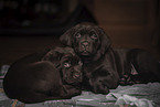 lying Labrador Retriever Puppies