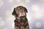 Labrador Retriever portrait