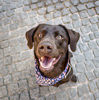 sitting Labrador Retriever