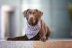 lying Labrador Retriever